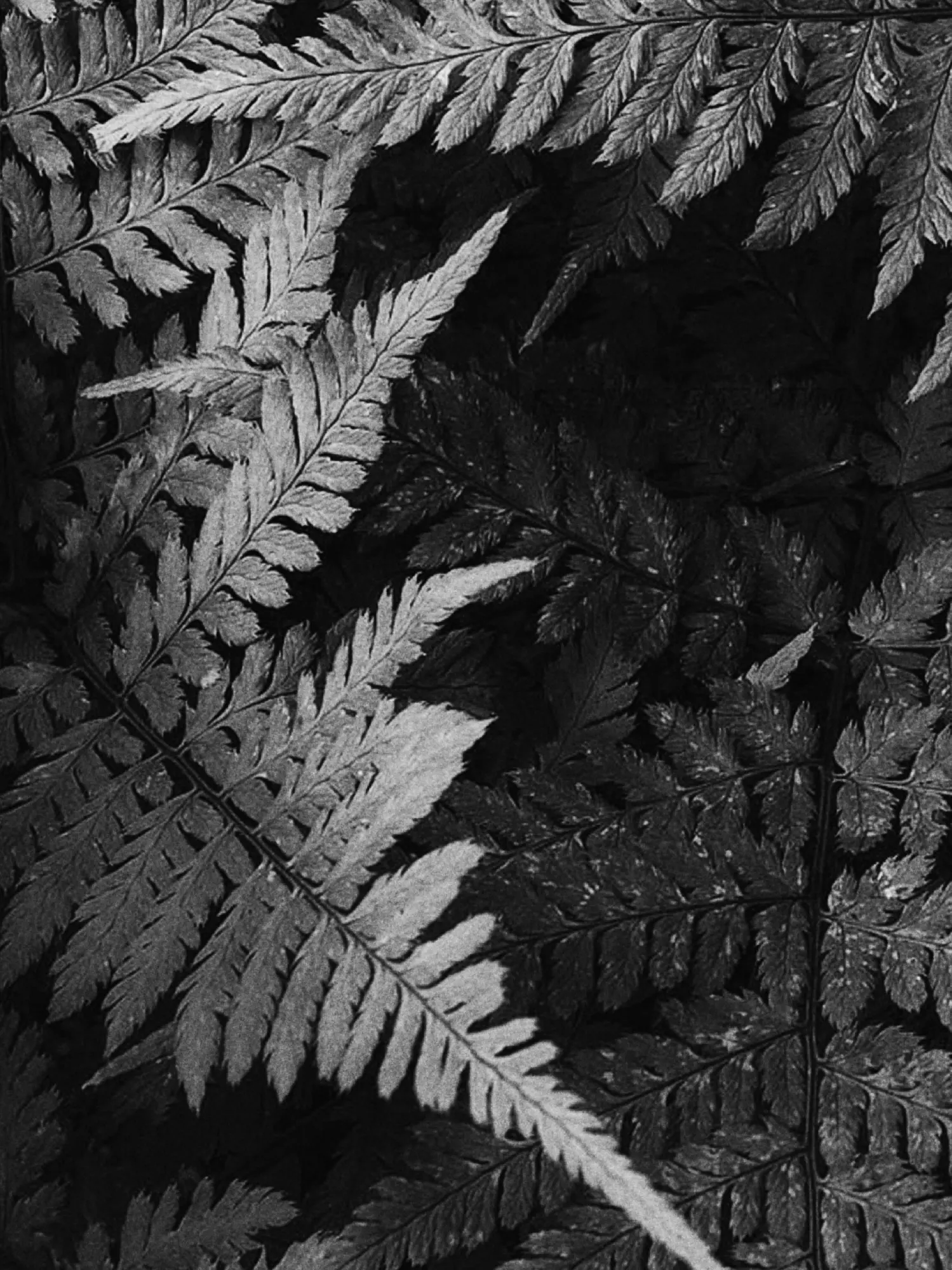 Image de couverture du projet Taïga.